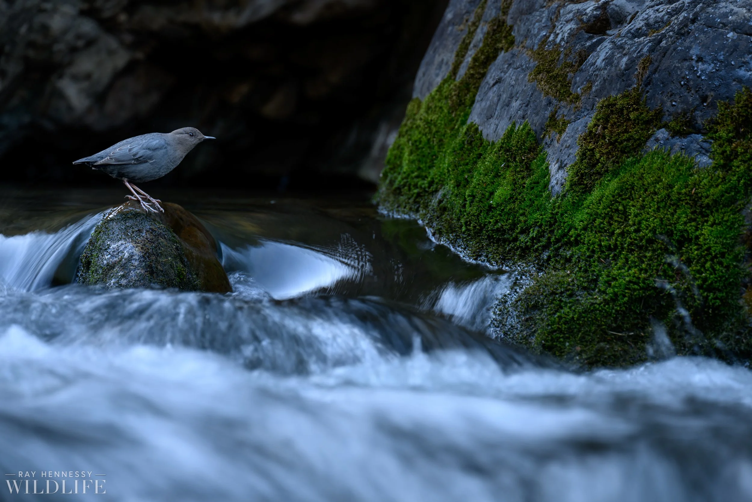 Photographing an American Dipper from in the River — Ray Hennessy